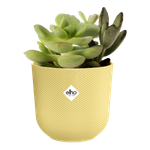 jazz rund mini 7cm cream yellow